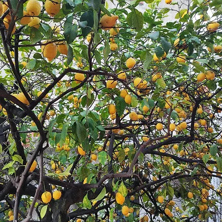 I Ogliastra Iun Q4332 公寓 *